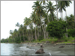 balantak-coconut-grove-near-batu-simpang-village