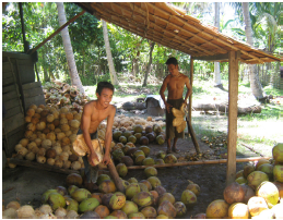 balantak-dehusking-coconuts